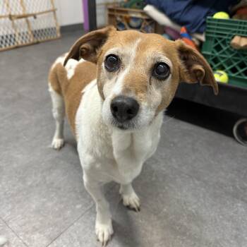 Basset Hound and Jack Russell Terrier Dogs Available for Adoption in Delhi, New York - Julie | PetCurious