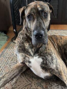 Walter -  Great Dane Dog for Adoption in Larkspur, Colorado - Walter | PetCurious