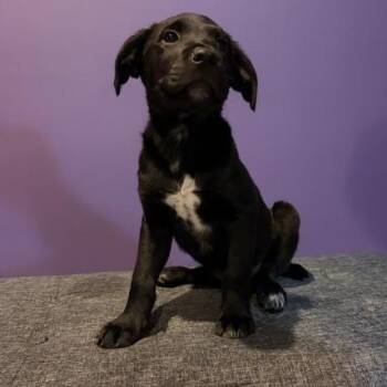 Labrador Retriever Dogs Available for Adoption in Brookeville, Maryland - Pepper | PetCurious