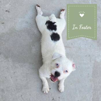 Dotty -  French Bulldog and Terrier Dog for Adoption in St. Augustine, Florida - Dotty | PetCurious