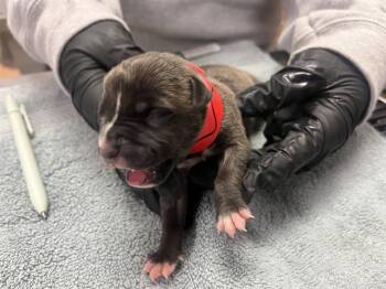 Pit Bull Terrier Dogs Available for Adoption in Martinez, California - A1047028 | PetCurious