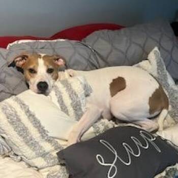 Rescue Jack Russell Terrier Dogs for Adoption in Grafton, Ohio - Max- Courtesy Post | PetCurious