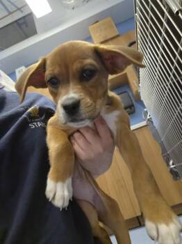 Pit Bull Terrier and Mixed Breed Dogs Available for Adoption - TULIP | PetCurious