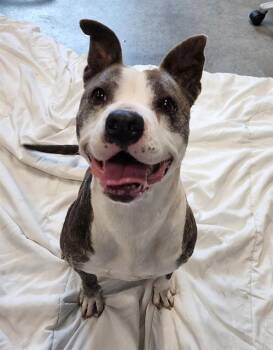 PANDA -  American Bulldog and Mixed Breed Dog for Adoption in Brunswick, Georgia - PANDA | PetCurious