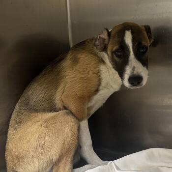 Earthworm -  Mixed Breed Dog Available for Adoption in Winston-salem, North Carolina - Earthworm | PetCurious
