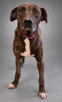 Ronny -  Pit Bull Terrier and Mixed Breed Dog for Adoption in Bowling Green, Kentucky - Ronny | PetCurious