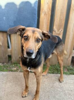 Teddy -  Vizsla Dog for Adoption in Sugar Land, Texas - Teddy | PetCurious