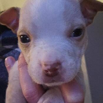 American Staffordshire Terrier Dogs Available for Adoption - Hadley | PetCurious