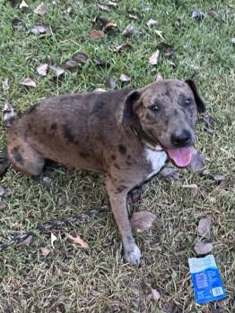 Mollee - Attending Always Adopt Nov. 7 -  Catahoula Leopard Dog Dog for Adoption in Alexandria, Louisiana - Mollee - Attending Always Adopt Nov. 7 | PetCurious
