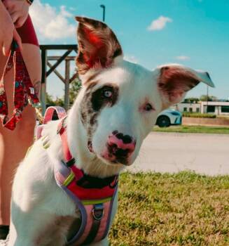 Maggie -  Australian Shepherd and Mixed Breed Dog for Adoption in Grand Island, Nebraska - Maggie | PetCurious