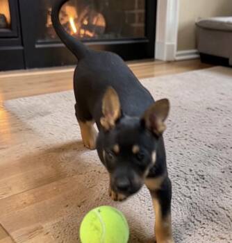 Dumpling -  Mixed Breed Dog Available for Adoption in Madison, Wisconsin - Dumpling | PetCurious