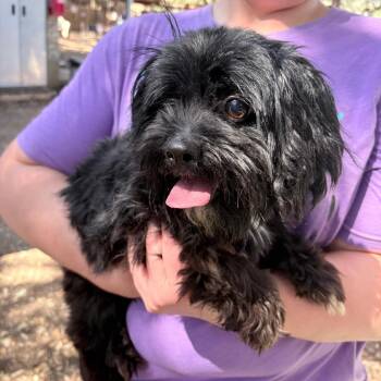 Shih Tzu Dogs Available for Adoption - Otis | PetCurious