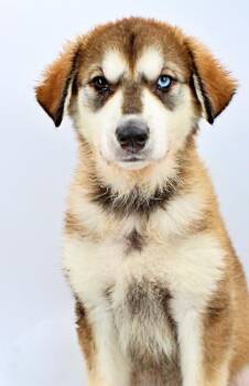 Olive -  Siberian Husky and Mixed Breed Dog Available for Adoption in Morton Grove, Illinois - Olive | PetCurious