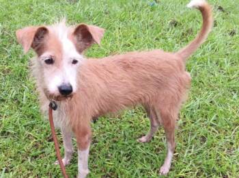 Mixed Breed Dogs Available for Adoption - Ceiba | PetCurious
