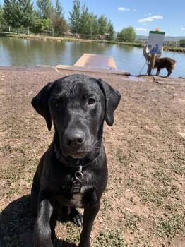 Hagrid (Bonded with Remy) -Spanish Fork, Utah -  Dalmatian and Golden Retriever Dog for Adoption in San Diego, California - Hagrid (Bonded With Remy) -Spanish Fork, Utah | PetCurious