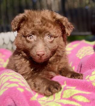 Shelby -  Mixed Breed Dog for Adoption in Mount Pleasant, South Carolina - Shelby | PetCurious