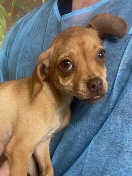 Chihuahua and Mixed Breed Dogs Available for Adoption in San Antonio, Texas - Main Character | PetCurious