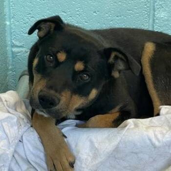 Rottweiler Dogs Available for Adoption in Flagstaff, Arizona - Bear | PetCurious