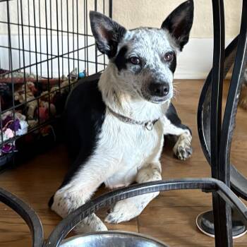 Baby -  Terrier and Australian Cattle Dog Blue Heeler Dog for Adoption in Weatherford, Texas - Baby | PetCurious