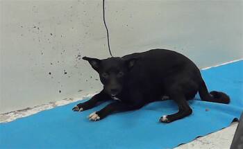 Labrador Retriever and Mixed Breed Dogs Available for Adoption in Houston, Texas - JEM | PetCurious