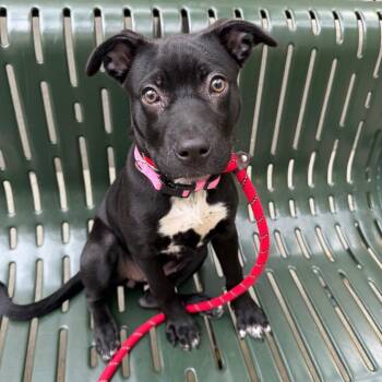 Liberty -  Black Labrador Retriever and Mixed Breed Dog for Adoption in Chicago, Illinois - Liberty | PetCurious