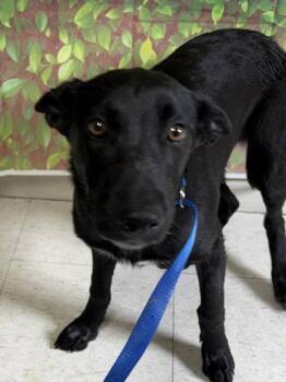 Shepherd and Mixed Breed Dogs Available for Adoption in San Antonio, Texas - Neo | PetCurious