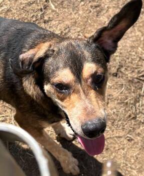 JETHRO -  Hound Dog for Adoption in Elizabethton, Tennessee - JETHRO | PetCurious