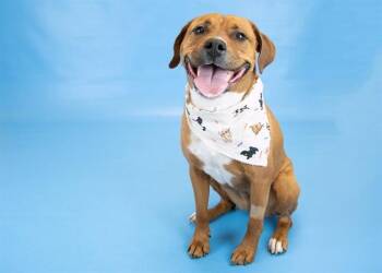 Pit Bull Terrier and Mixed Breed Dogs Available for Adoption - AIYRAH | PetCurious