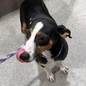 Shaina -  Mixed Breed Dog for Adoption in Tampa, Florida - Shaina | PetCurious