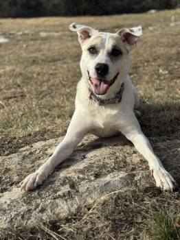 Australian Cattle Dog Blue Heeler and Terrier Dogs Available for Adoption in Mico, Texas - Jake  | PetCurious