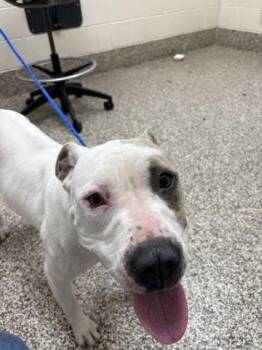 Jupiter -  Pit Bull Terrier and Mixed Breed Dog for Adoption in Westland, Michigan - Jupiter | PetCurious
