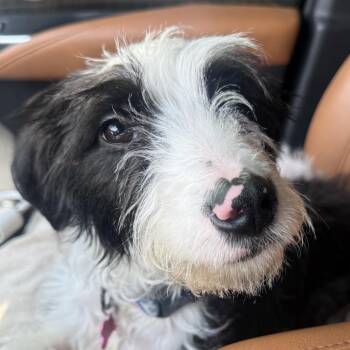 Australian Shepherd and Poodle Dogs Available for Adoption - Mazie | PetCurious