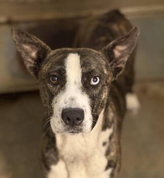 Money Penny -  American Staffordshire Terrier and Staffordshire Bull Terrier Dog for Adoption in Newport Beach, California - Money Penny | PetCurious