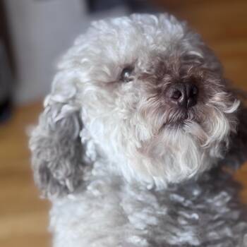 Benji -  Poodle Dog for Adoption in Skokie, Illinois - Benji | PetCurious