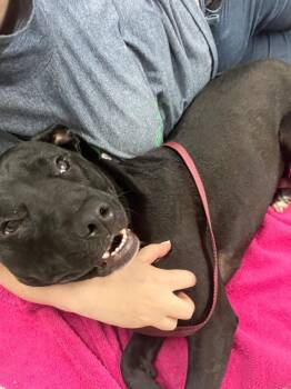 Sugar (Shugah) -  Terrier Dog for Adoption in Auburn, Indiana - Sugar (Shugah) | PetCurious