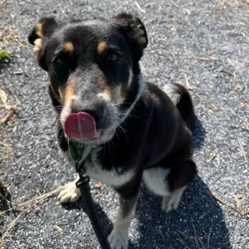 Selena -  Shepherd Dog for Adoption in Harrisonburg, Virginia - Selena | PetCurious