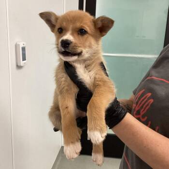 Mixed Breed Dogs Available for Adoption - Faith | PetCurious