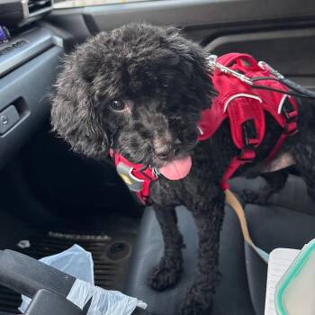 Choco -  Miniature Poodle Dog for Adoption in Tunkhannock, Pennsylvania - Choco | PetCurious