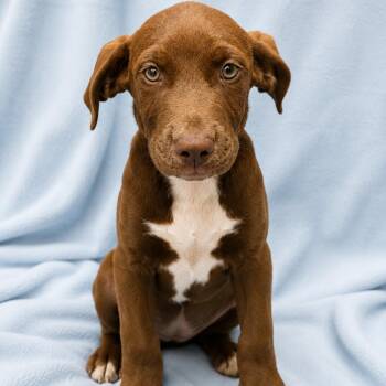 Labrador Retriever Dogs Available for Adoption in Sterling, Massachusetts - Ketchup - 12 Weeks ( Avail 6/3) | PetCurious