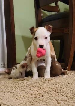 Pit Bull Terrier Dogs Available for Adoption - Valentine | PetCurious