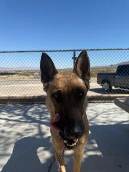 Belgian Shepherd Malinois Dogs Available for Adoption - Rebel | PetCurious