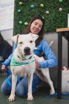 Mixed Breed Dogs Available for Adoption in Holbrook, New York - RIMA | PetCurious