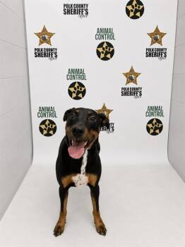 LANCE -  Doberman Pinscher and Mixed Breed Dog for Adoption in Winter Haven, Florida - LANCE | PetCurious