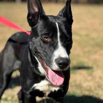 Rescue Mixed Breed Dogs for Adoption in Mebane, North Carolina - Sulley | PetCurious