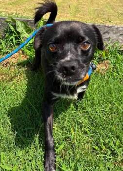 Socks -  Chihuahua and Pomeranian Dog for Adoption in Munfordville, Kentucky - Socks | PetCurious