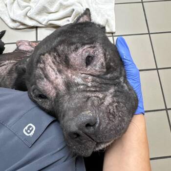 Velcro -  Mixed Breed Dog for Adoption in Windsor, Virginia - Velcro | PetCurious