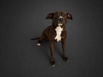 American Bulldog and Mixed Breed Dogs Available for Adoption in Winter Haven, Florida - HERSHEY | PetCurious