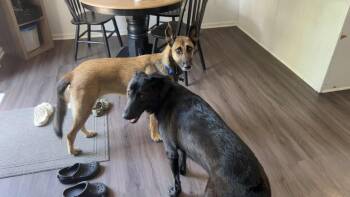 Rescue Shepherd and Belgian Shepherd Malinois Dogs for Adoption in Plainfield, Illinois - Kate | PetCurious