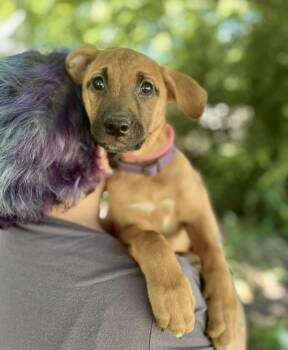 Belgian Shepherd Malinois and Mastiff Dogs Available for Adoption in Gulfport, Mississippi - Zoë | PetCurious