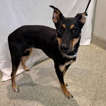 IVHS-Stray-144367 -  Doberman Pinscher Dog for Adoption in San Gabriel, California - IVHS-Stray-144367 | PetCurious